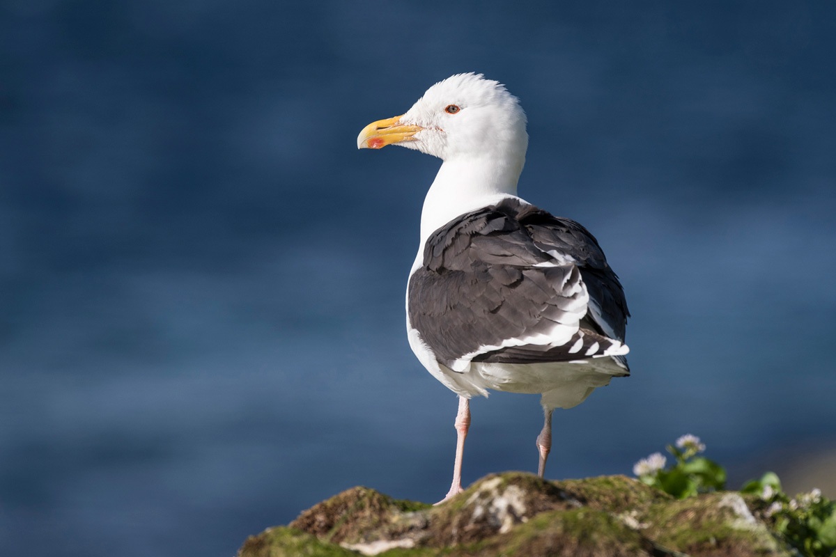 Great Black-backed Gull