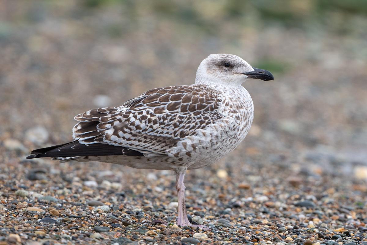 Great Black-backed Gull