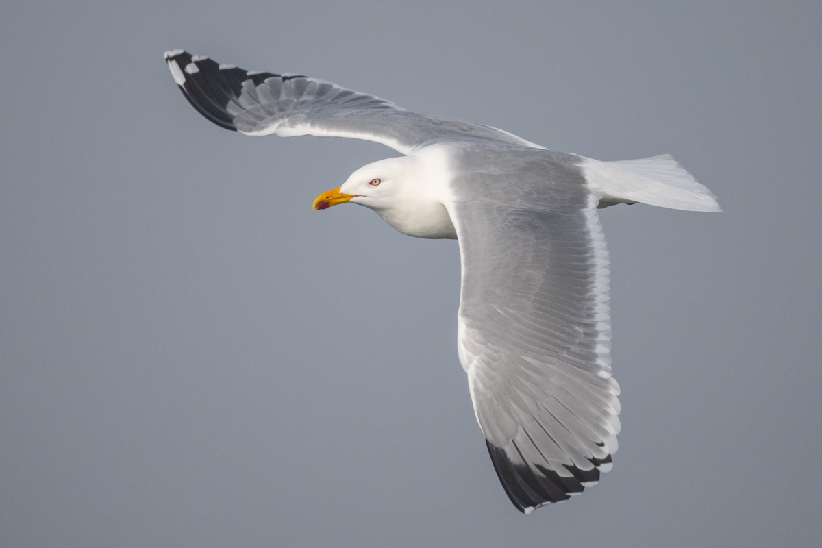 Yellow-legged Gull Yellow-legged Gull