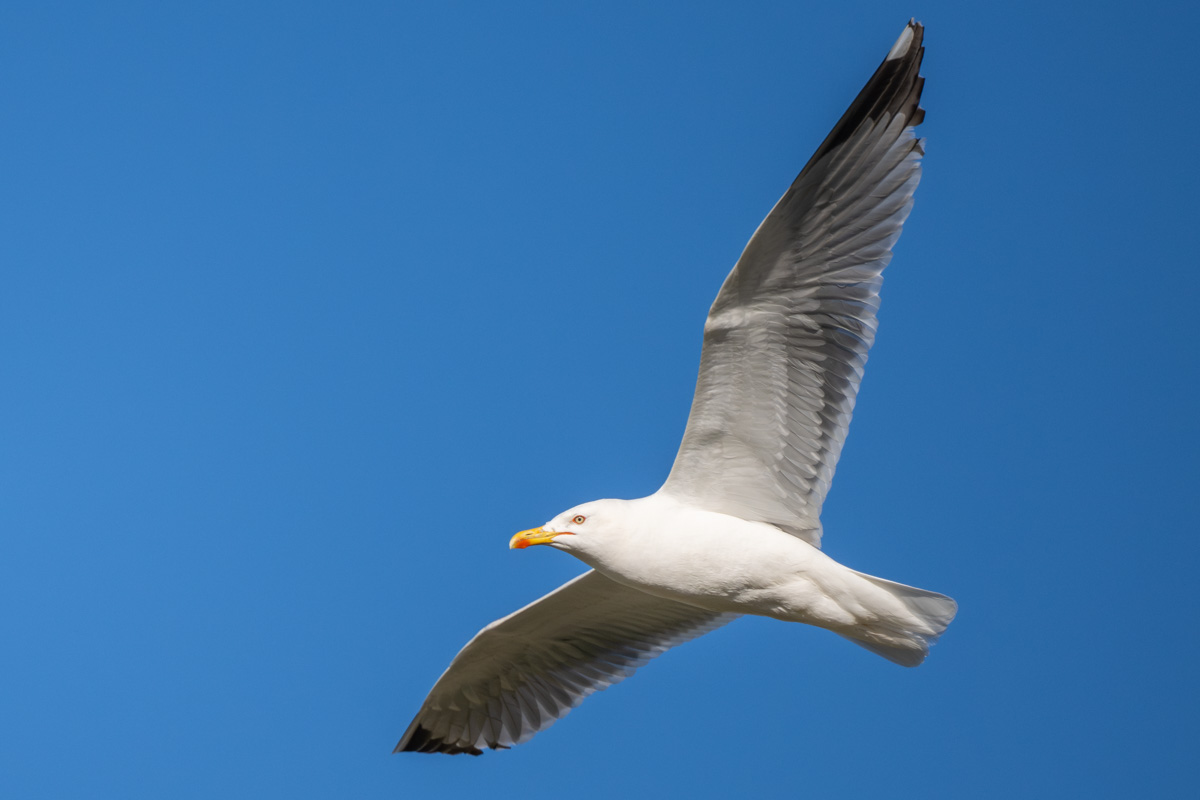 Yellow-legged Gull Yellow-legged Gull