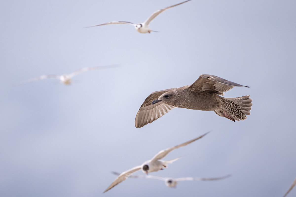 American Herring Gull American Herring Gull