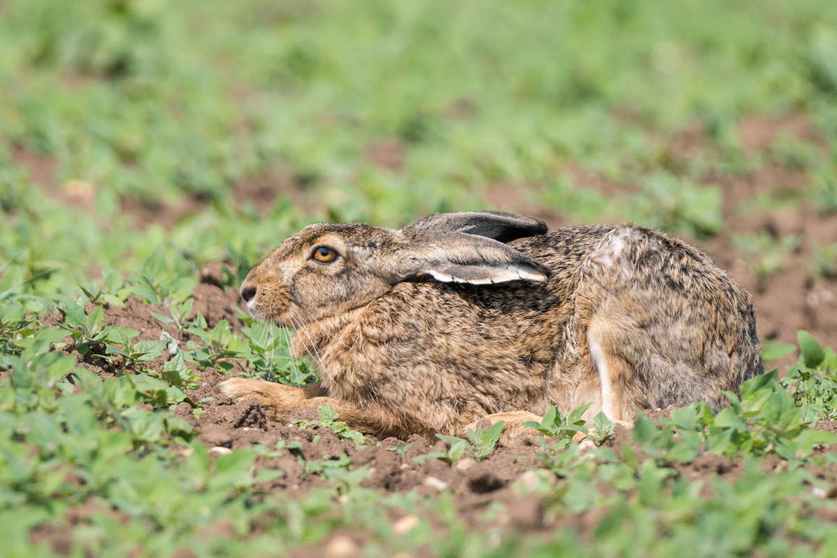 European Hare