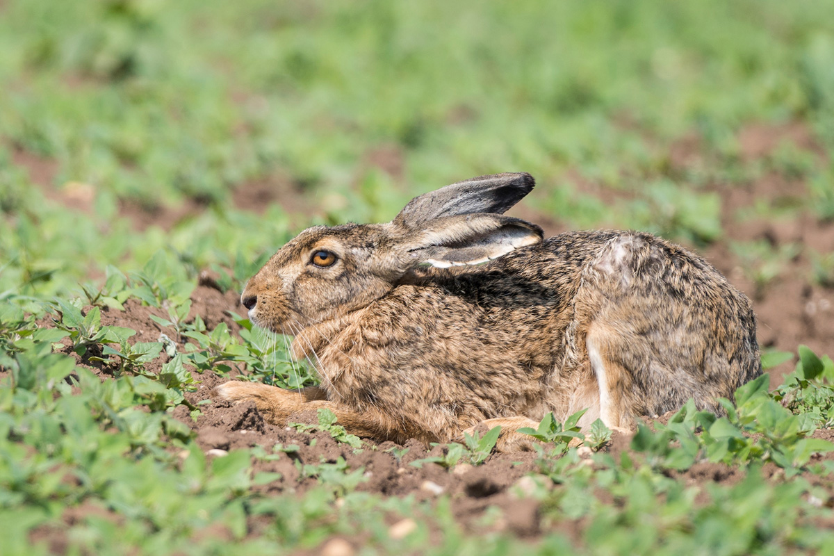 European Hare