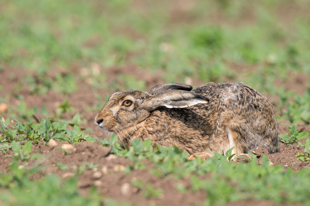 European Hare