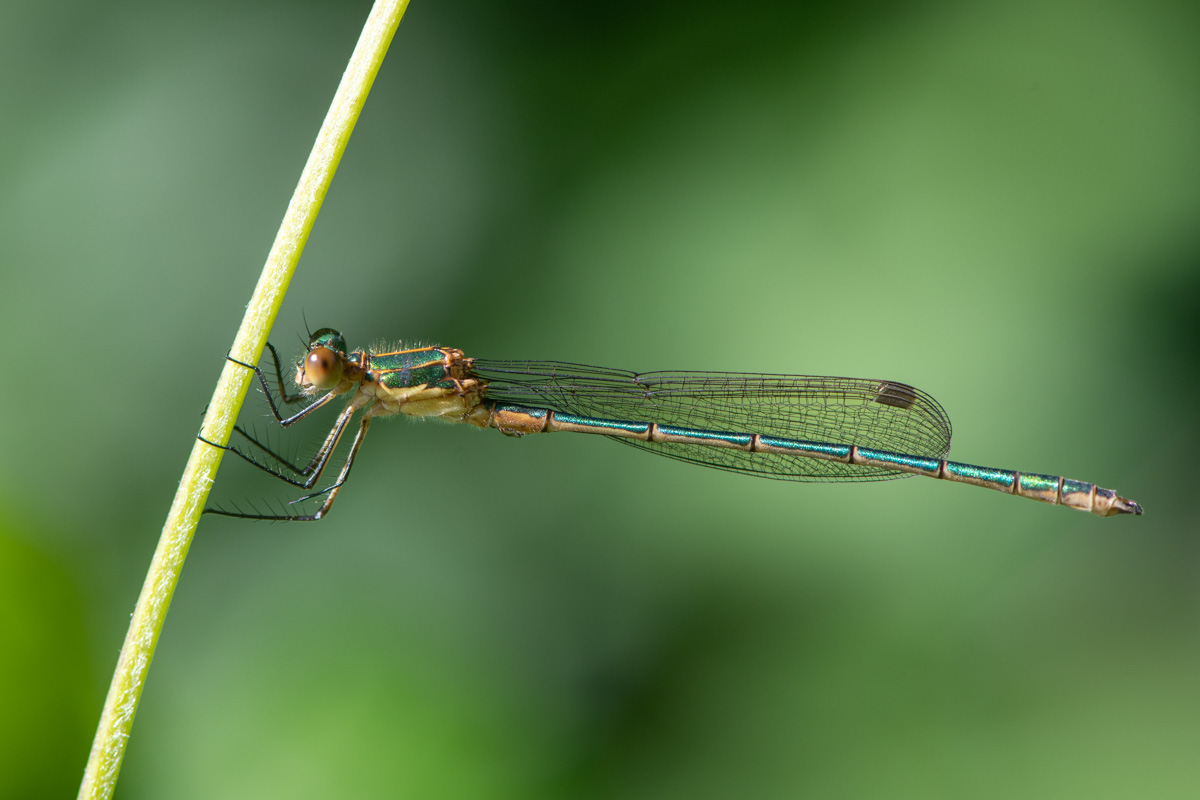 Emerald Damselfly