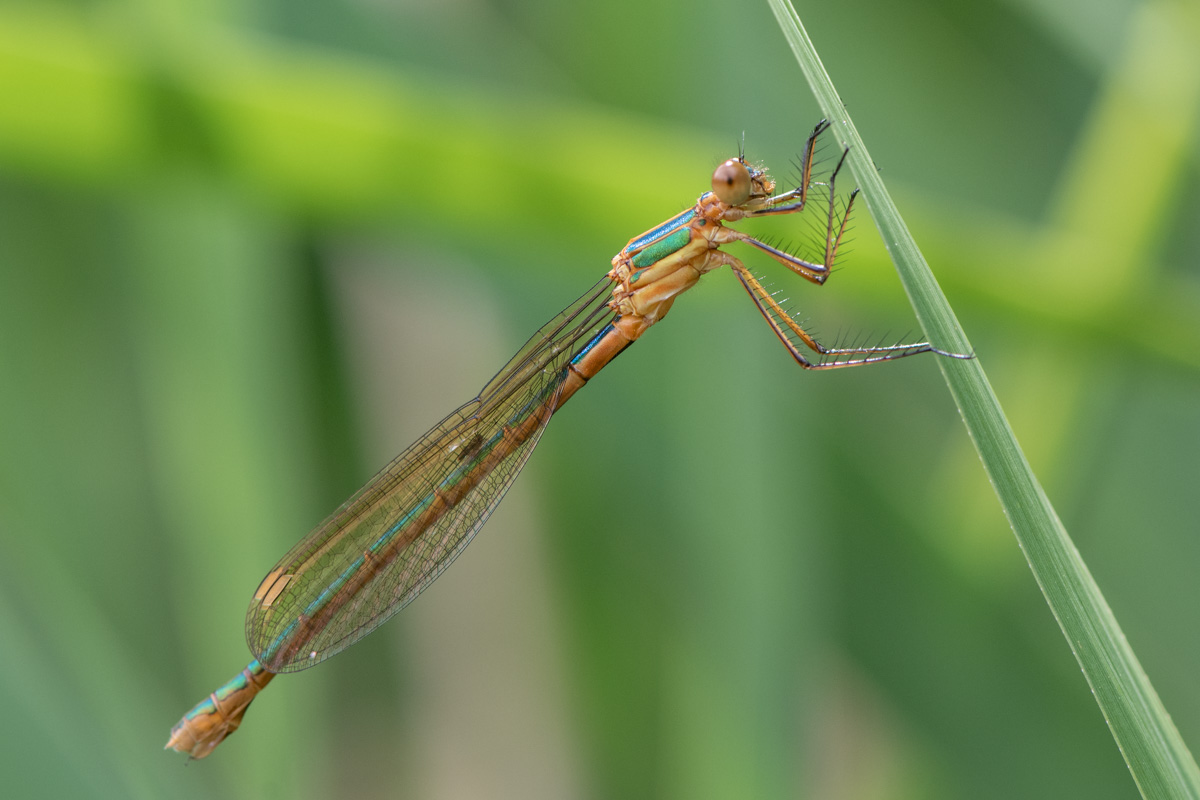 Emerald Damselfly