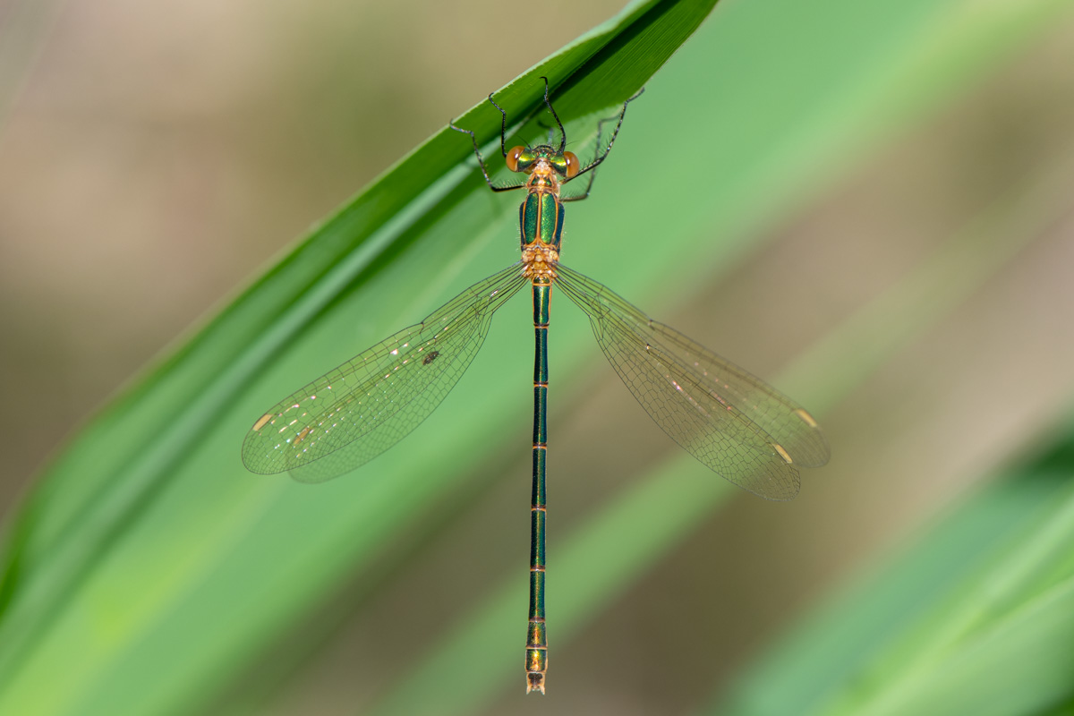 Emerald Damselfly