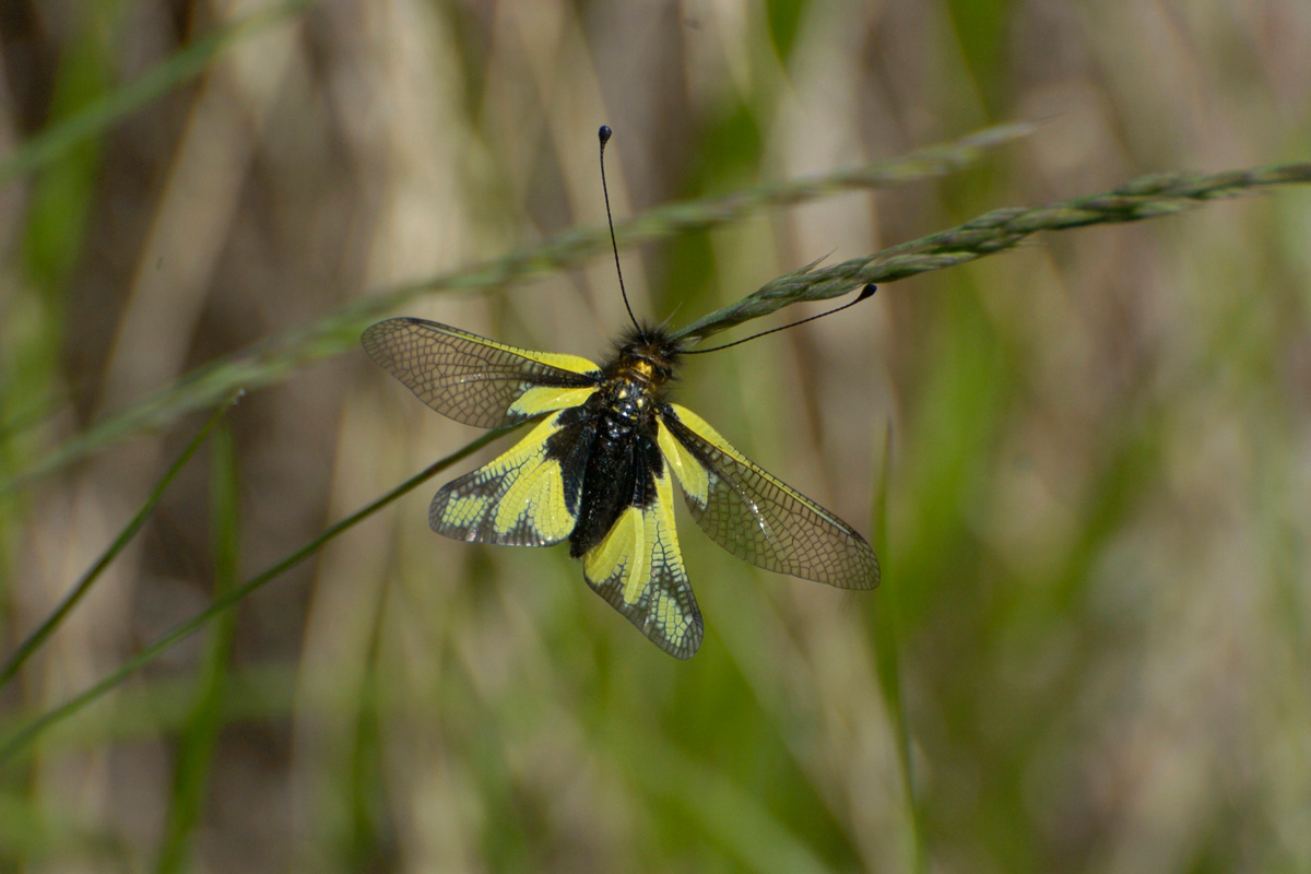 Owly Sulphur