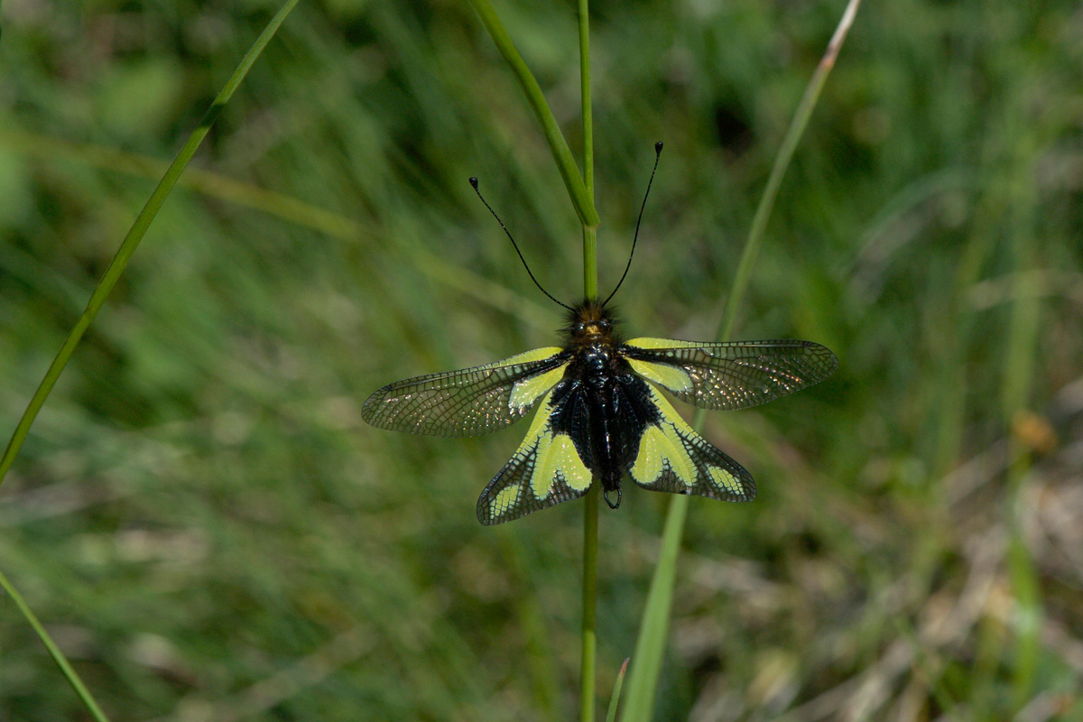 Owly Sulphur