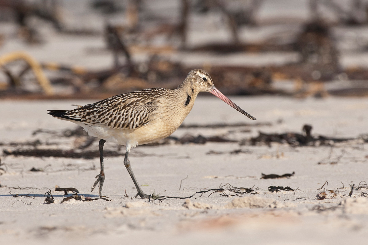 Bar-tailed Godwit