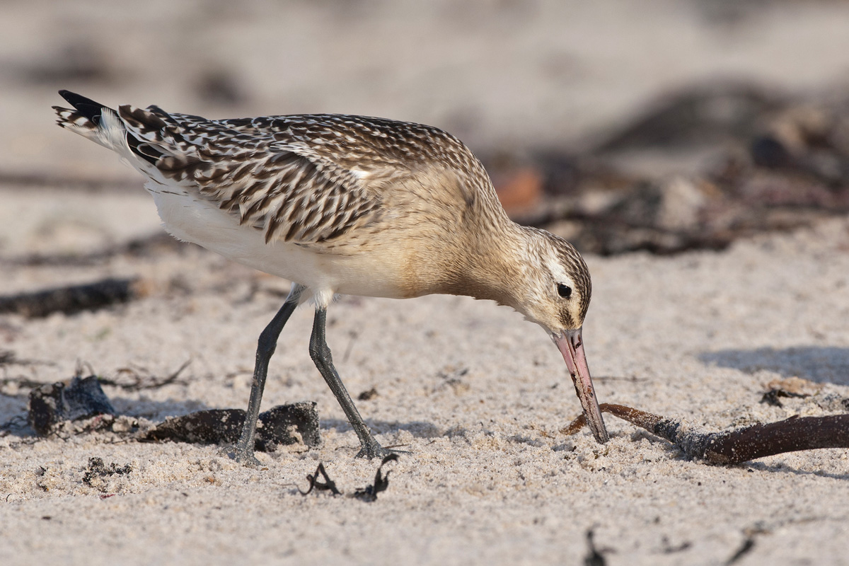 Bar-tailed Godwit
