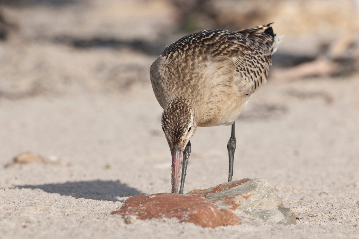 Bar-tailed Godwit