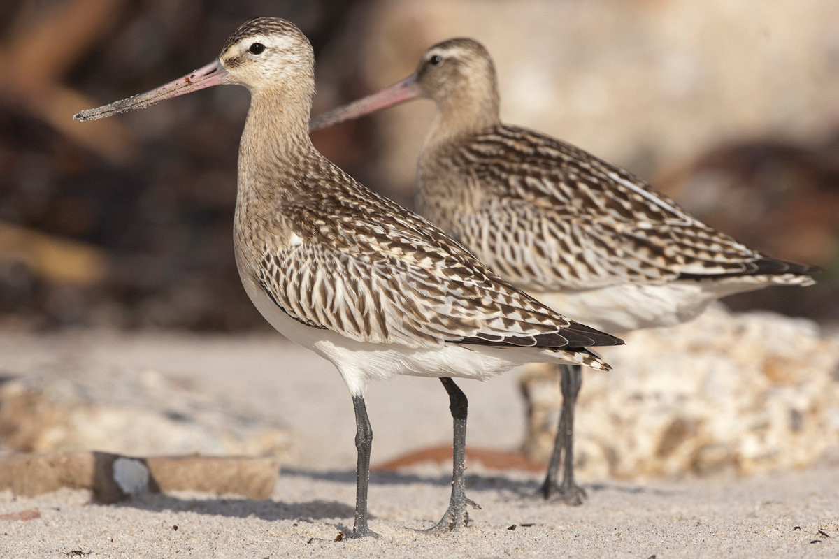 Bar-tailed Godwit