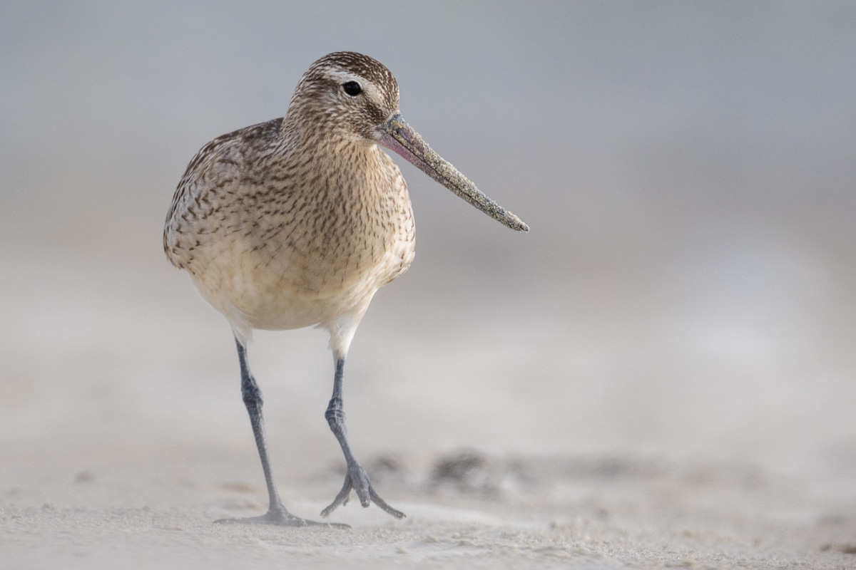 Bar-tailed Godwit