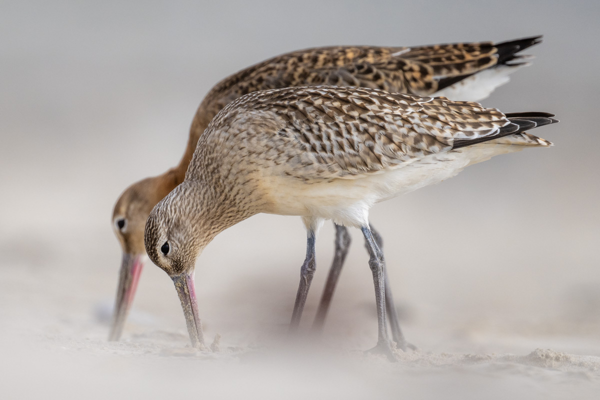 Bar-tailed Godwit