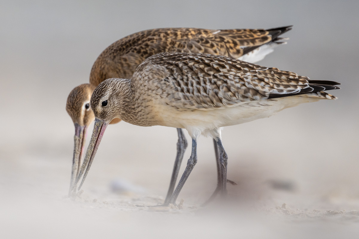 Bar-tailed Godwit