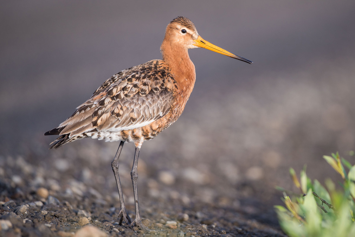 Black-tailed Godwit