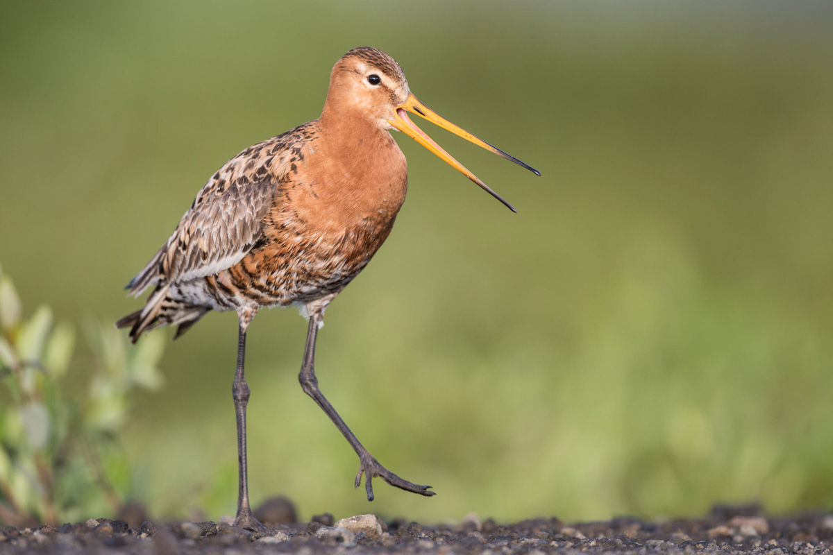 Black-tailed Godwit