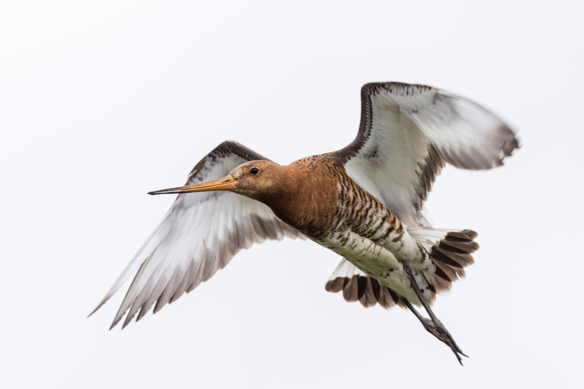 Black-tailed Godwit
