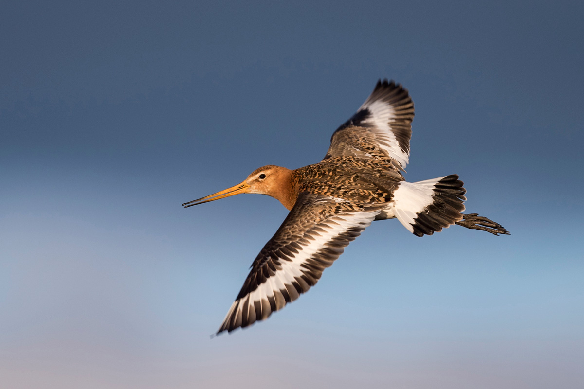 Black-tailed Godwit