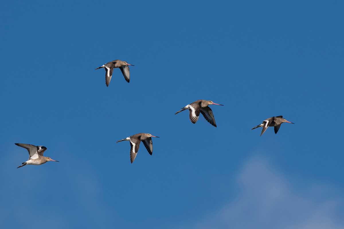 Black-tailed Godwit