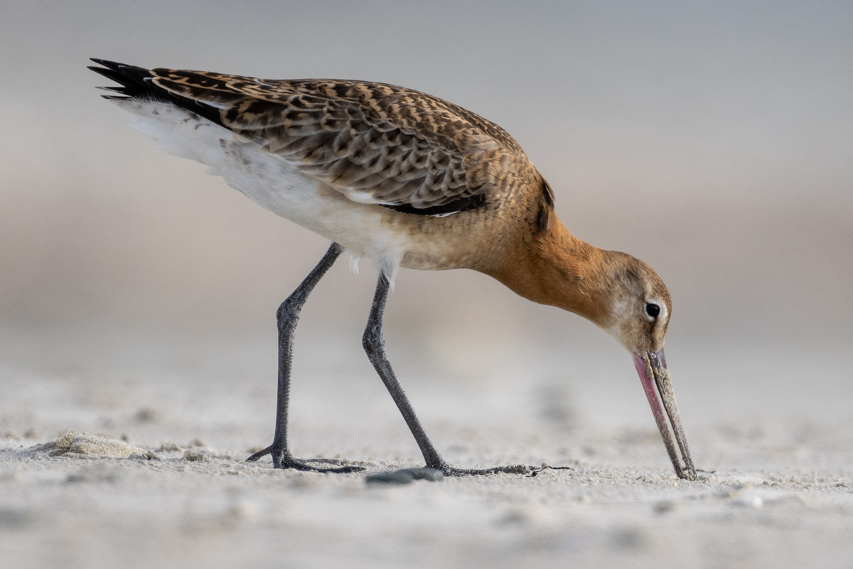 Black-tailed Godwit