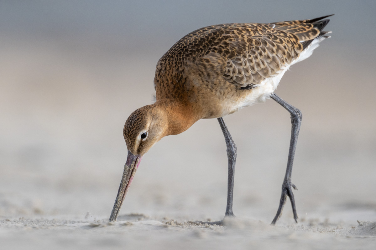 Black-tailed Godwit