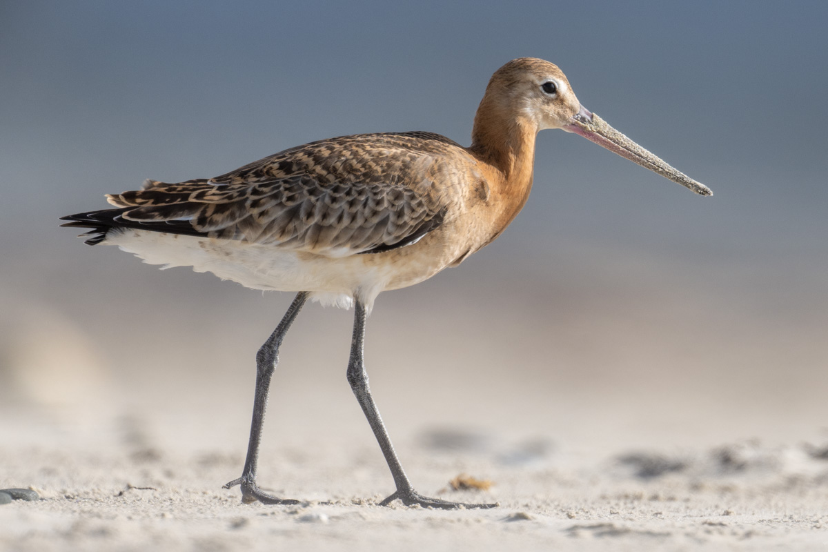 Black-tailed Godwit