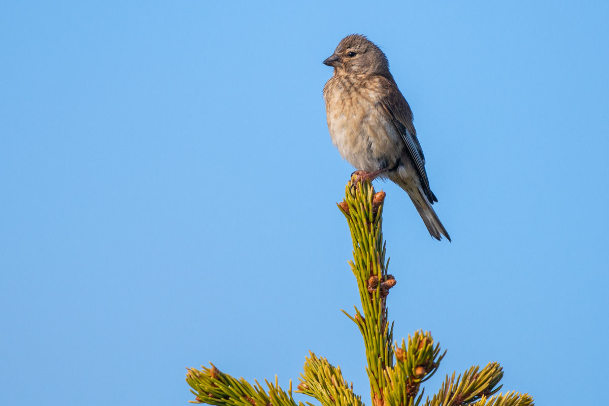 Common Linnet