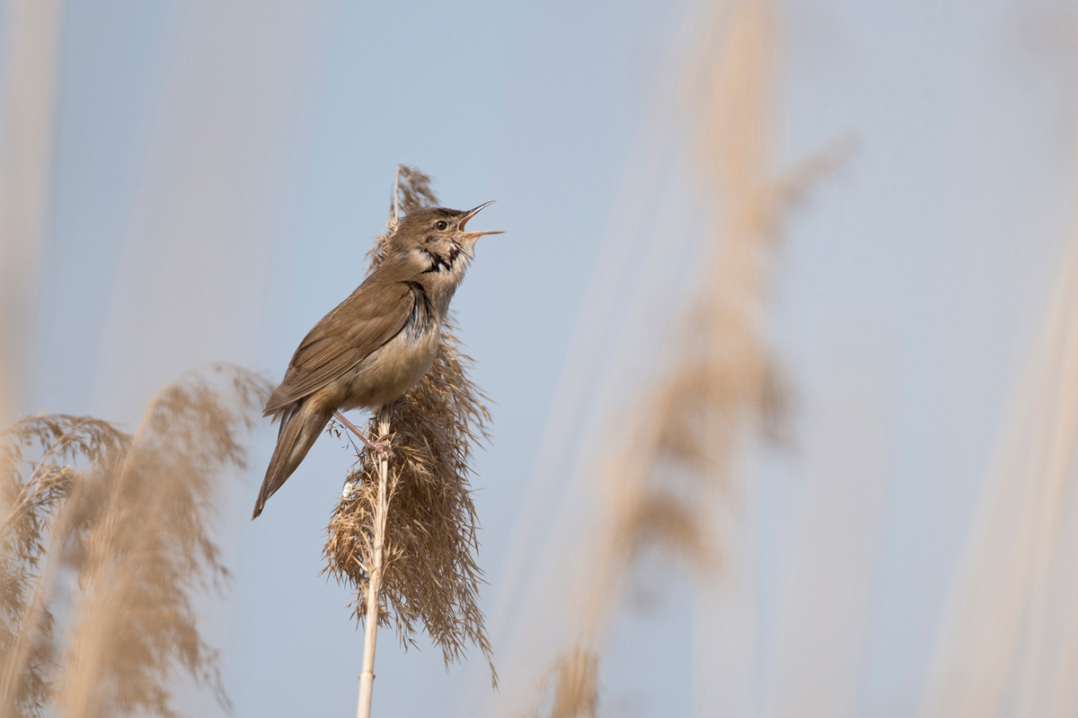 Savi's Warbler