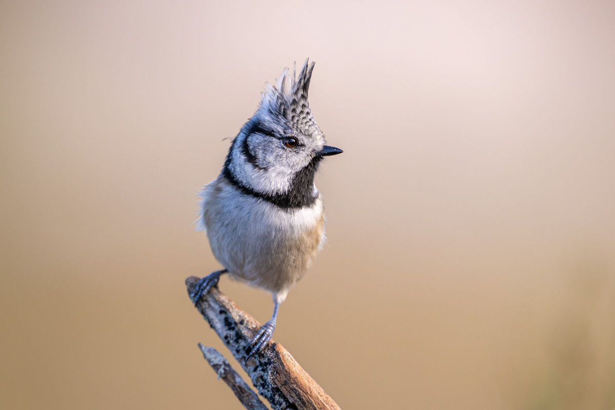Crested Tit