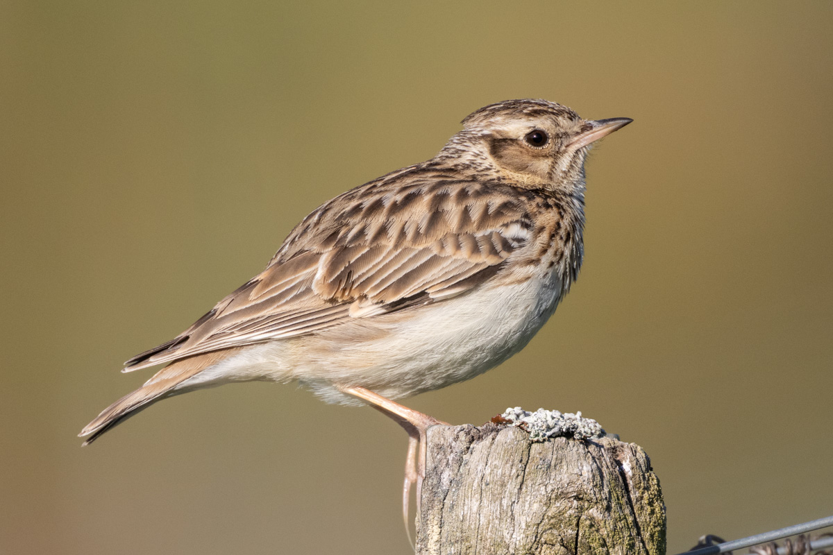Woodlark