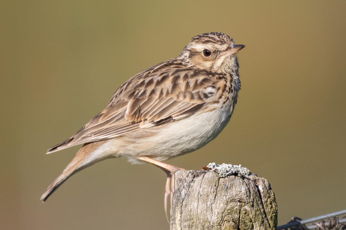 Woodlark