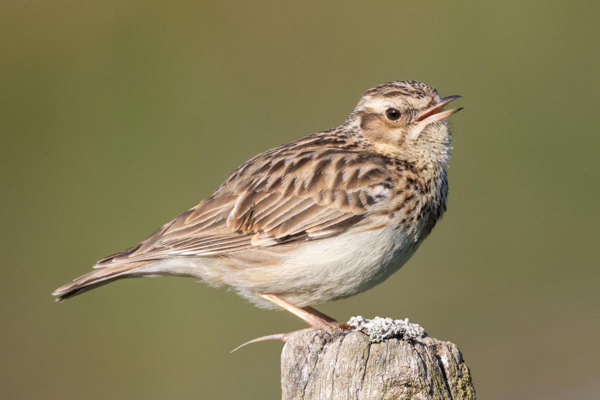 Woodlark
