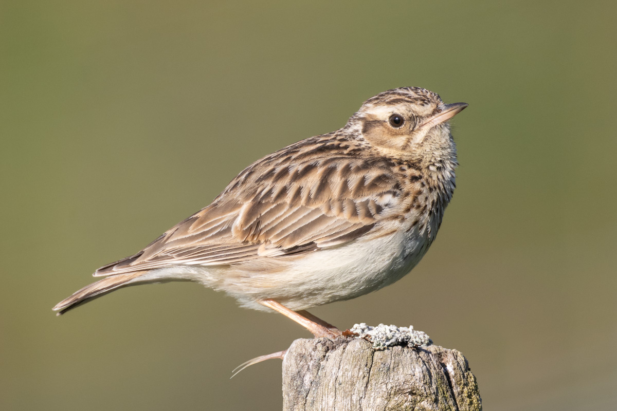 Woodlark Woodlark