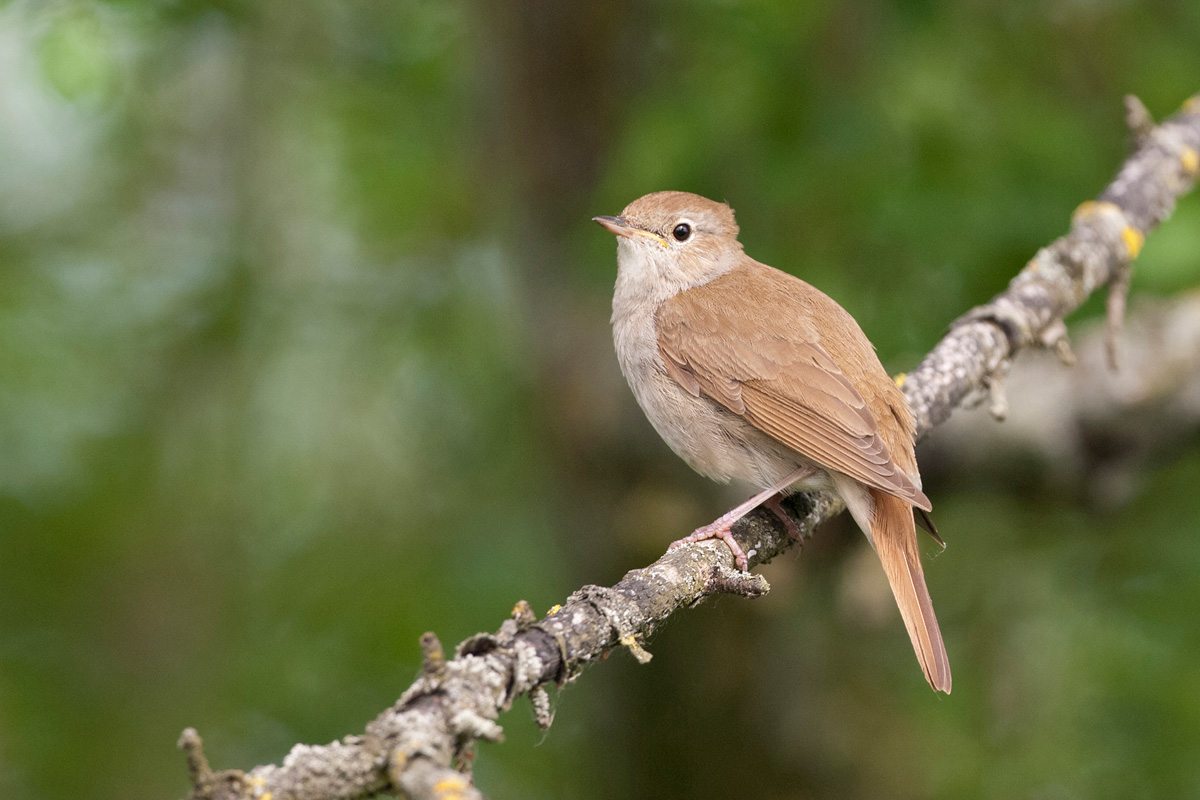Common Nightingale
