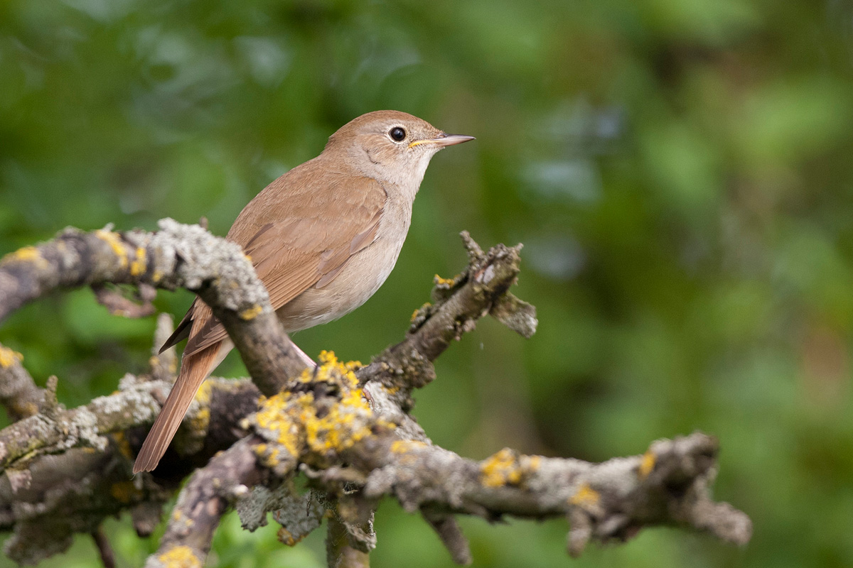 Common Nightingale