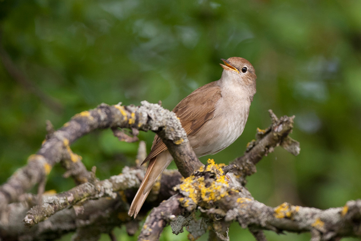 Common Nightingale