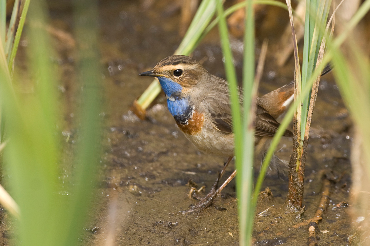 Bluethroat