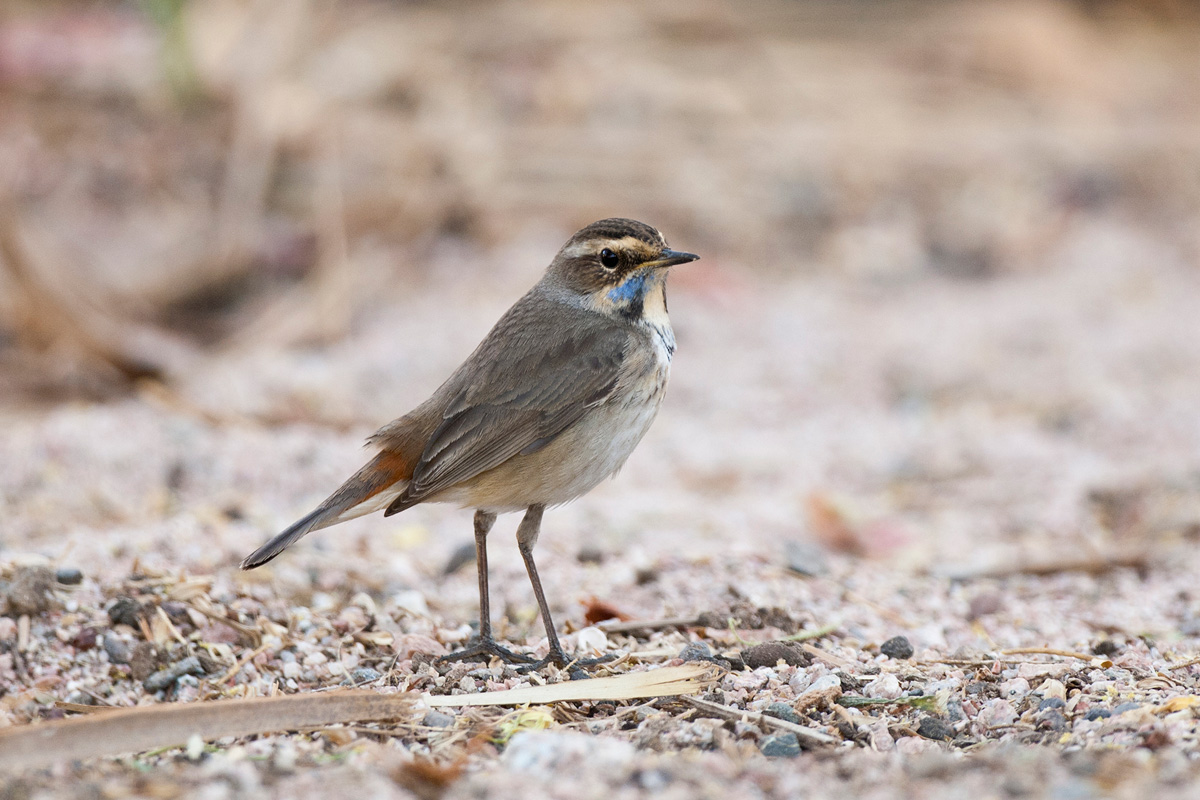 Bluethroat