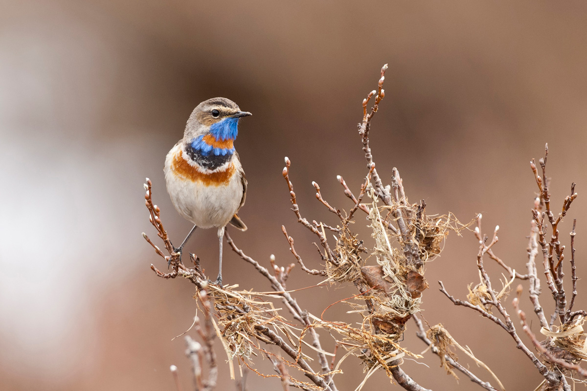 Bluethroat