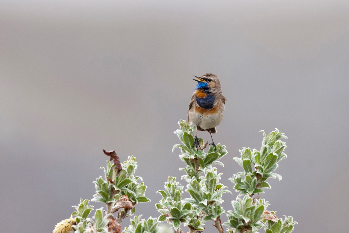 Bluethroat