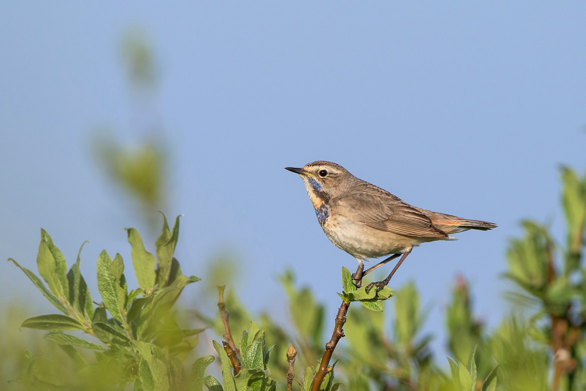 Bluethroat