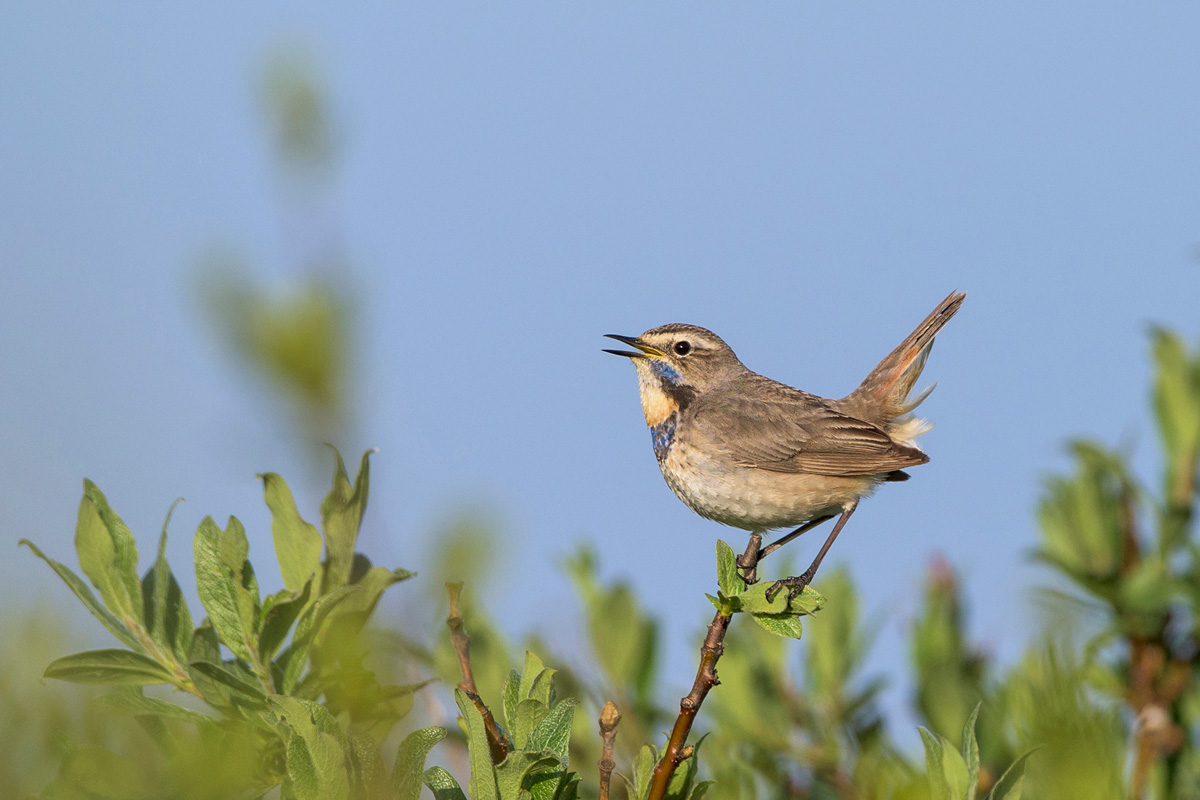 Blaukehlchen