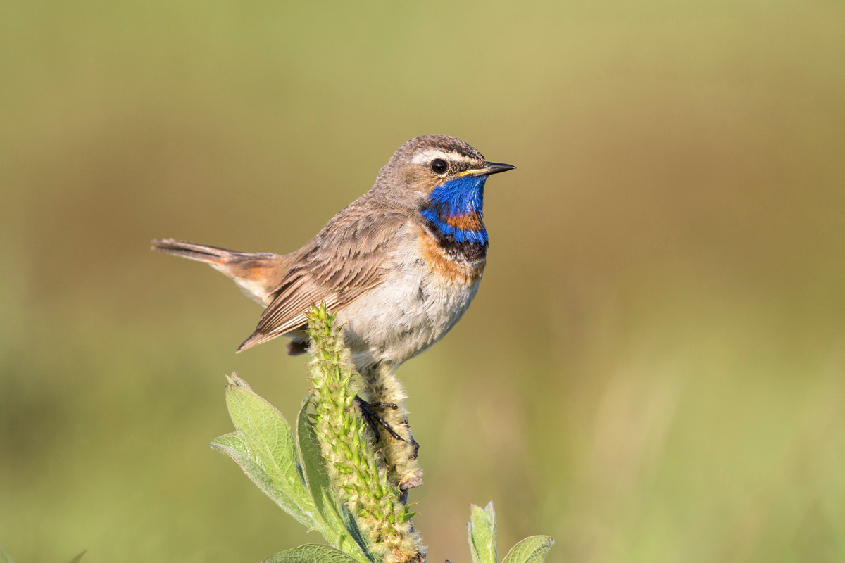 Blaukehlchen