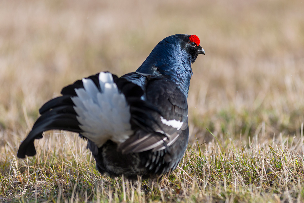 Black Grouse