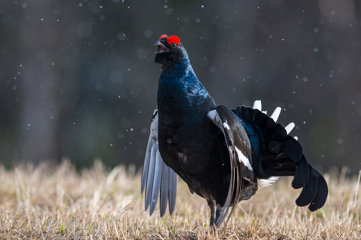 Black Grouse