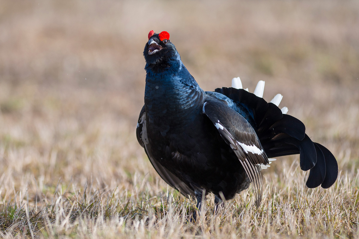 Black Grouse