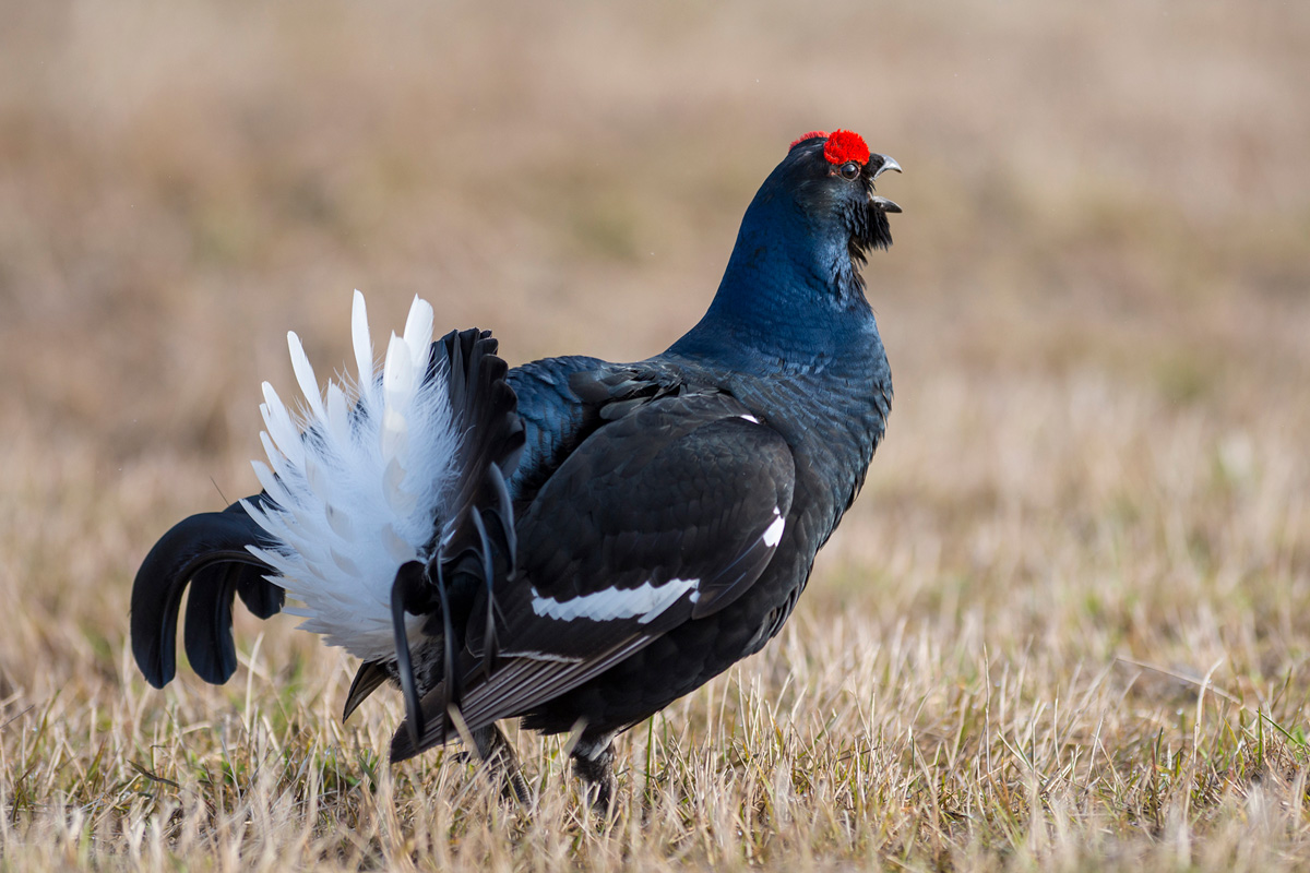 Black Grouse
