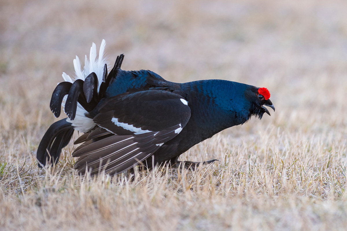 Black Grouse